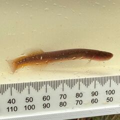 Northland Mudfish photo 1