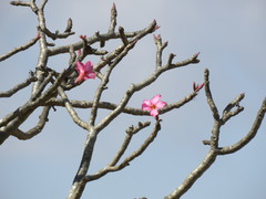 Adenium obesum
