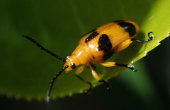 Stethopachys formosa