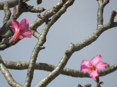 Adenium obesum