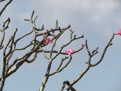 Adenium obesum