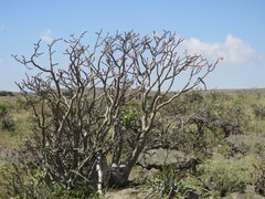 Adenium obesum