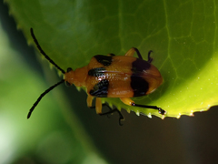 Stethopachys formosa