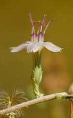 Stephanomeria exigua exigua