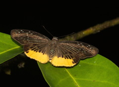 Mooreana trichoneura