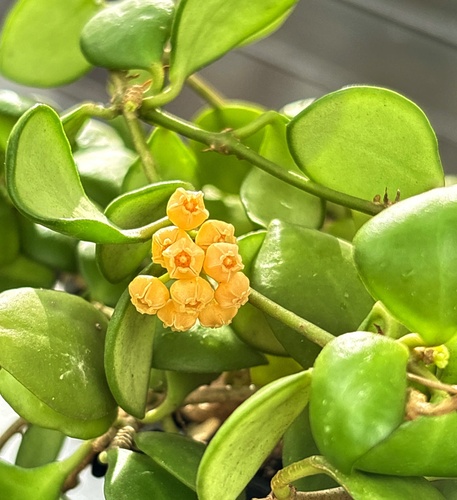 Hoya heuschkeliana Kloppenb. 2
