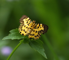 Odina decorata