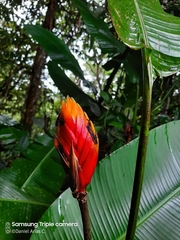 Heliconia episcopalis