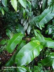 Heliconia episcopalis