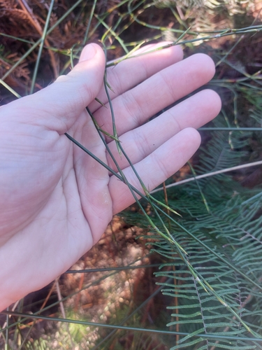 wire rush (Empodisma robustum)