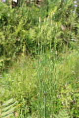 Equisetum myriochaetum