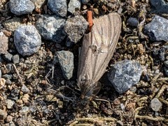 Phryganidia californica