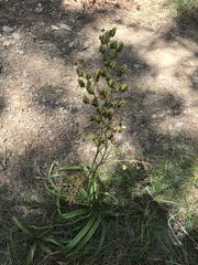 Veratrum formosanum