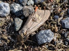 Phryganidia californica