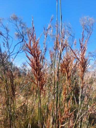 Sporadanthus ferrugineus