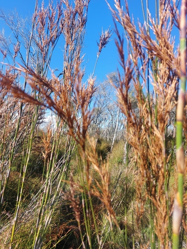 Sporadanthus ferrugineus, photograph 2