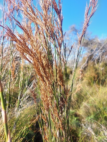 Sporadanthus ferrugineus, photograph 3