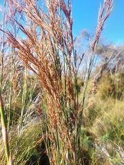 author not stated, no rights reserved Sporadanthus ferrugineus, photograph author not stated, no rights reserved