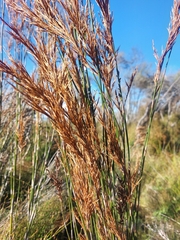 author not stated, no rights reserved Sporadanthus ferrugineus, photograph author not stated, no rights reserved
