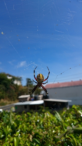 Western Spotted Orbweaver