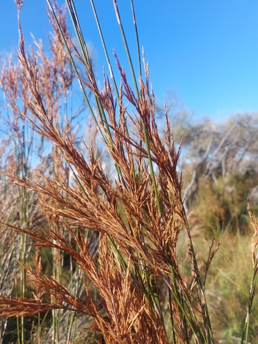 Sporadanthus ferrugineus, photograph 5