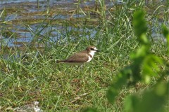 Charadrius javanicus