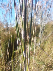 Sporadanthus ferrugineus, photograph author not stated, no rights reserved