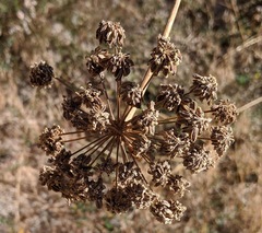 Angelica tomentosa