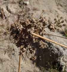 Angelica tomentosa