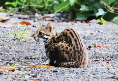 Prionailurus bengalensis
