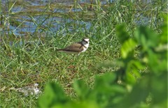 Charadrius javanicus