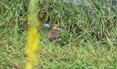 Charadrius javanicus
