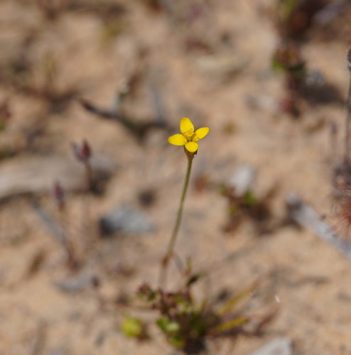 Yellow centaury