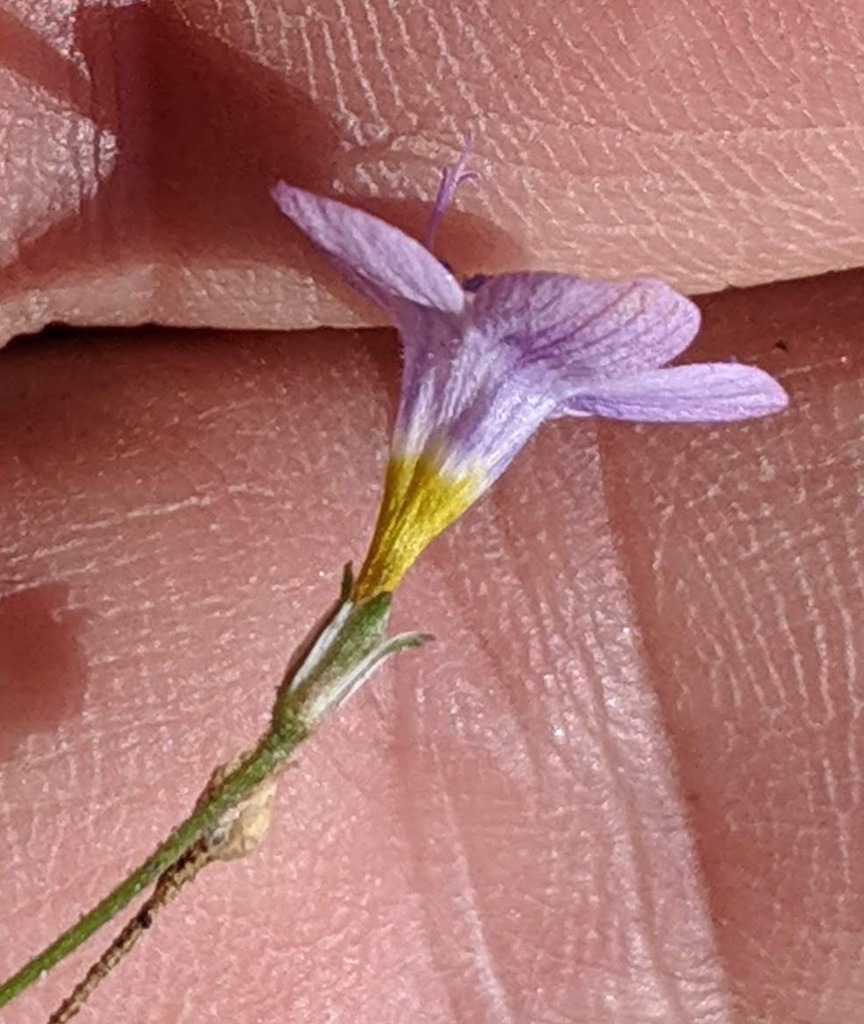 volcanic gilia