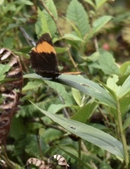 Pedaliodes praxithea