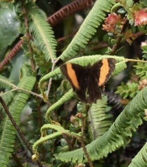 Pedaliodes praxithea