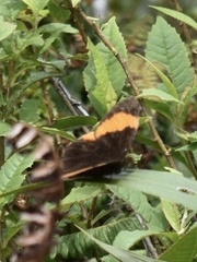 Pedaliodes praxithea