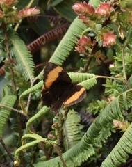 Pedaliodes praxithea