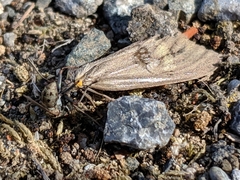 Phryganidia californica