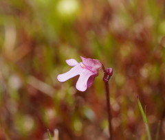 Utricularia tenella