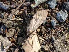 Phryganidia californica