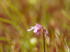 Utricularia tenella