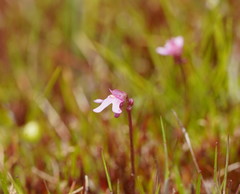 Utricularia tenella