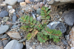 Euphorbia velleriflora