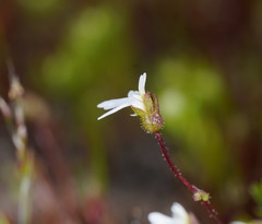 Stylidium perpusillum