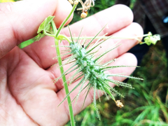 Echinopepon wrightii
