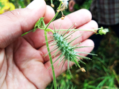 Echinopepon wrightii