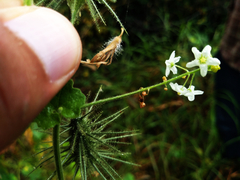 Echinopepon wrightii