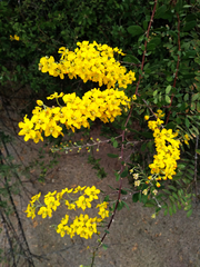 Echinopterys eglandulosa