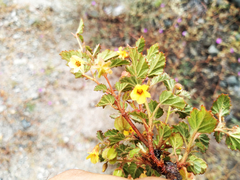 Hermannia pauciflora